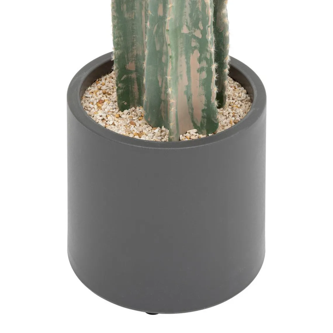 3S. x Home Cactus New