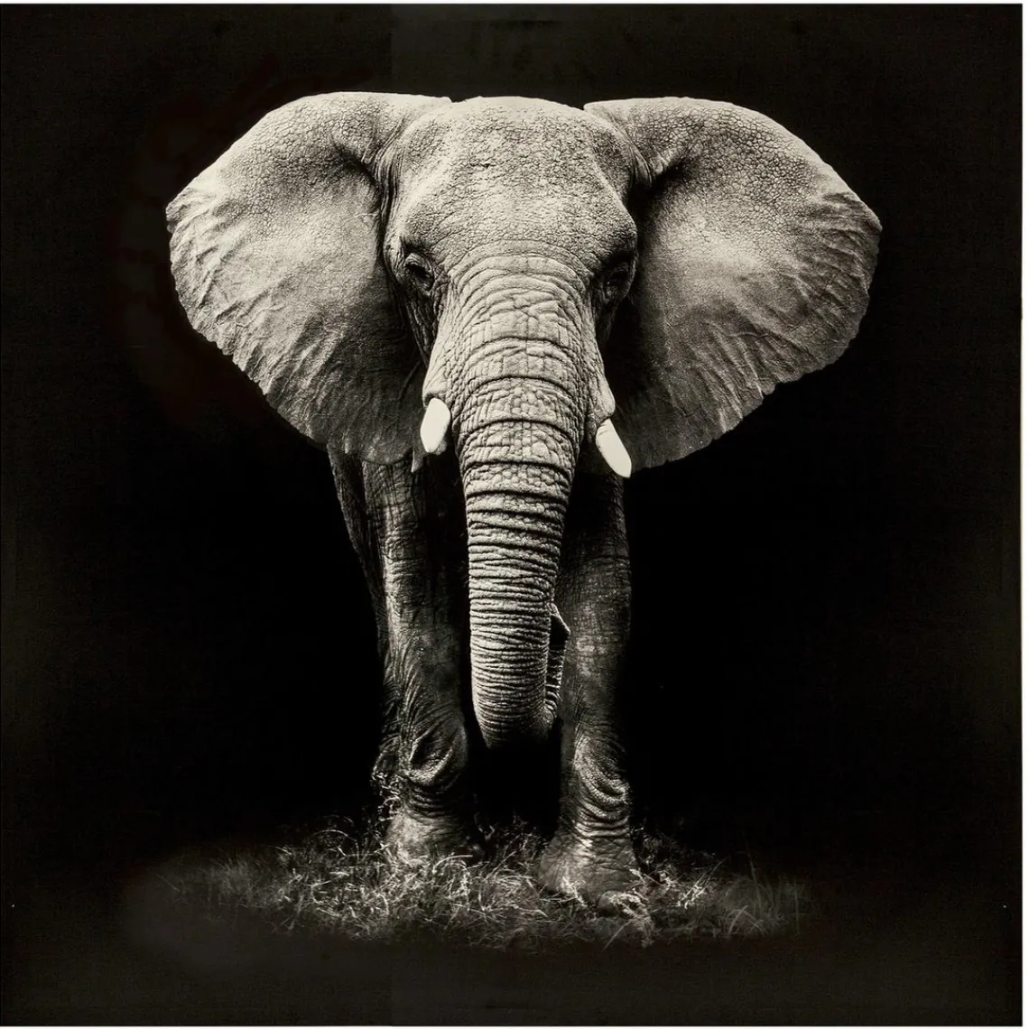 3S. x Home Toile imprimée éléphant 100X100 Noir Clearance